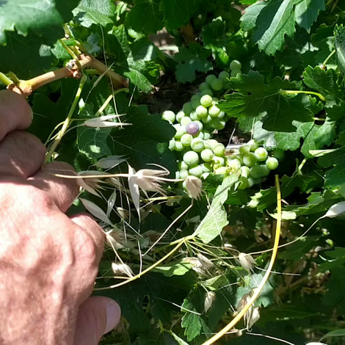 Algodon Wine Estates - Mendoza