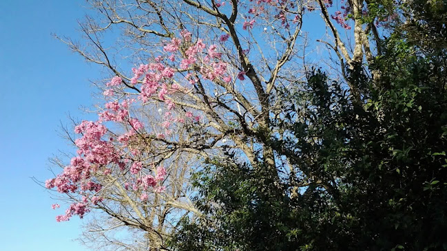 Comentarii opinii despre Camellias Golf Campos de Te