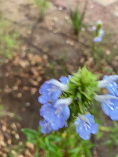 Comentarii opinii despre Casamonte