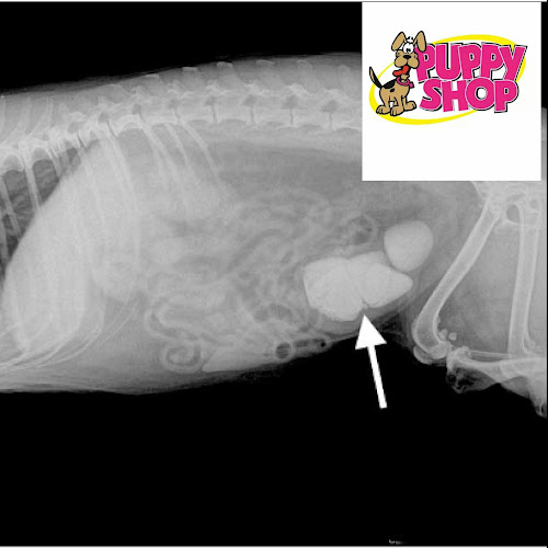 Clinica Veterinaria Puppy Shop