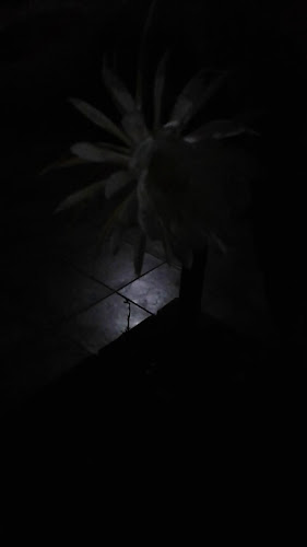 Panaderia Velez Sarfield