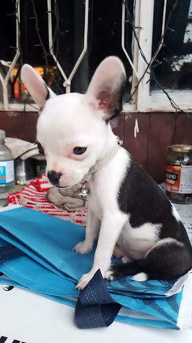 Comentarii opinii despre Mercadito Miguelito