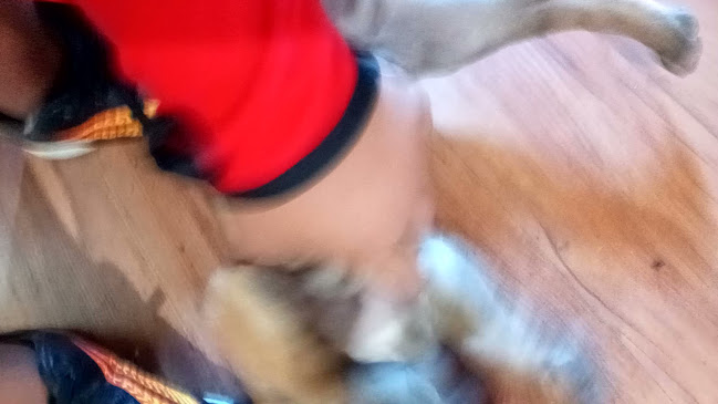 Rotisería La abuela lala - Gastronomía y hostelería