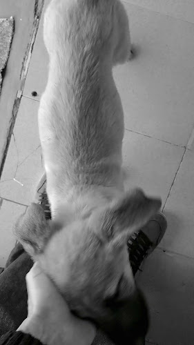 Opinii despre Greška Bar în Maipú - Gastronomía y hostelería