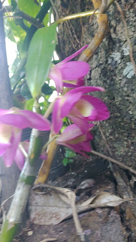 Restaurante Las Orquídeas - Gastronomía y hostelería