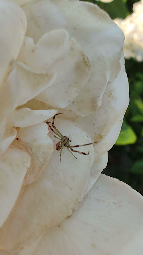 Comentarii opinii despre Flora- Vivero y Casa de Té
