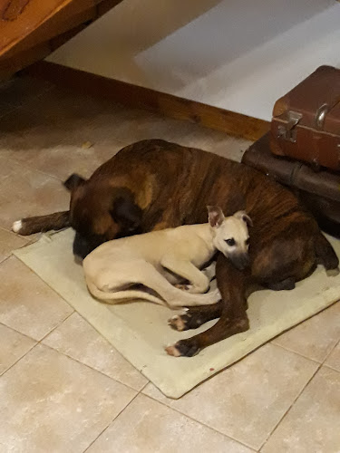 Opinii despre Clinica Veterinaria Puppy Shop în Concordia - Gastronomía y hostelería