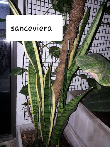 Centro de Acopiadores de Cereales de La Pampa y Limítrofes