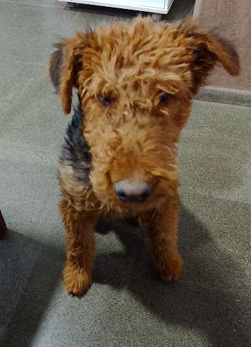 Parrilla La Querencia - Gastronomía y hostelería