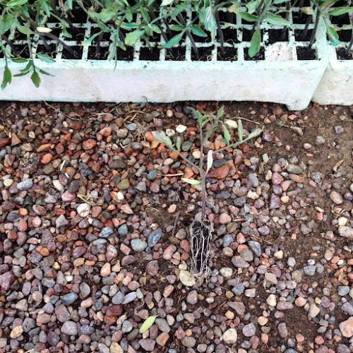 BRIAGRO Plantines - Gastronomía y hostelería