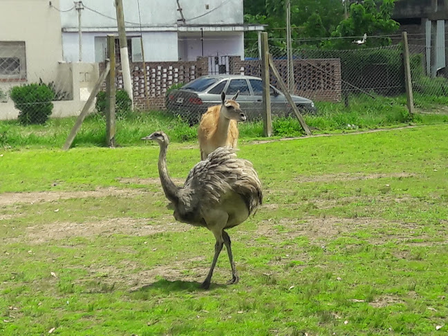 Campo Cuore - Ezeiza
