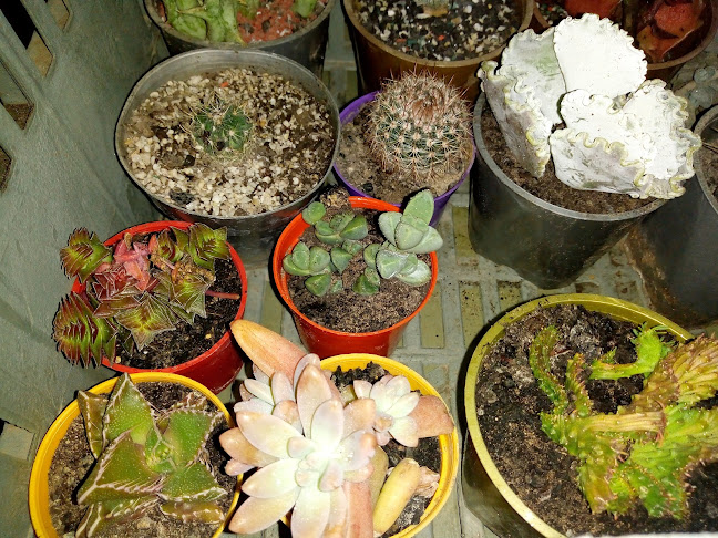 Parrilla Raices - Sáenz Peña