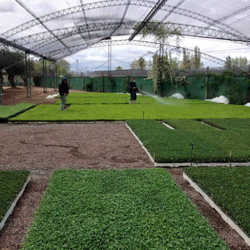 BRIAGRO Plantines - Maipú