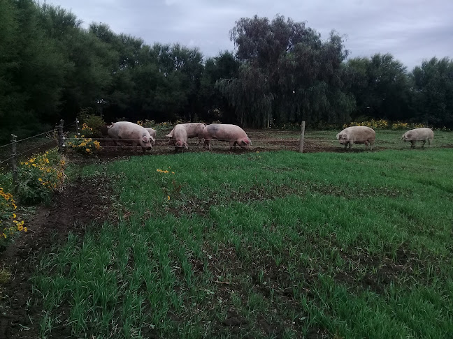 criadero de cerdos La Bendición - Villa Gral. Arias