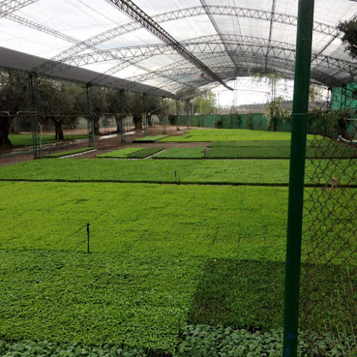 Opinii despre BRIAGRO Plantines în Maipú - Gastronomía y hostelería