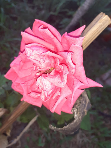 BASTITO 🍔 - Barranqueras