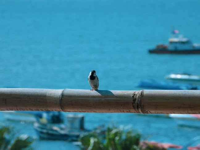 Paracas C10, Paracas 11550, Perú