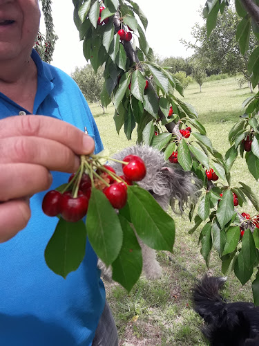 criadero de cerdos La Bendición