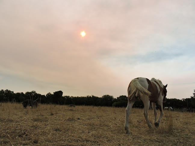 Opinii despre criadero de cerdos La Bendición în Villa Gral. Arias - Gastronomía y hostelería
