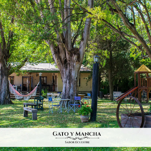 Gato y Mancha - Pilar