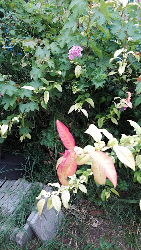 Opinii despre Superpronto Tandil Supermercado Online în San Miguel de Tucumán - Gastronomía y hostelería