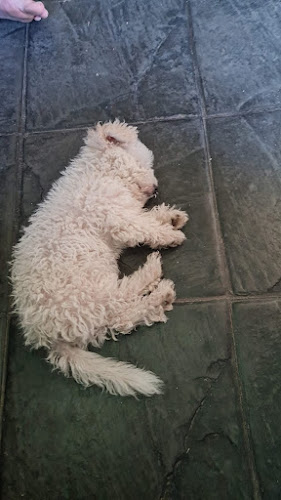 Clinica Veterinaria Puppy Shop - Concordia