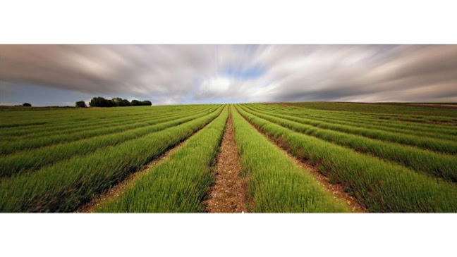 Agro Semillera Villa Nueva SRL