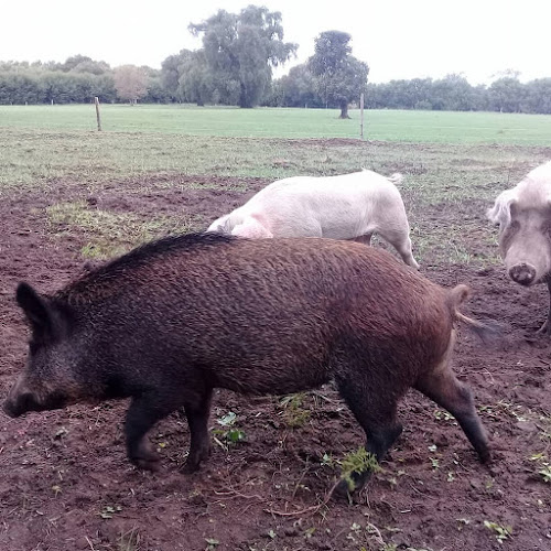 criadero de cerdos La Bendición - Gastronomía y hostelería