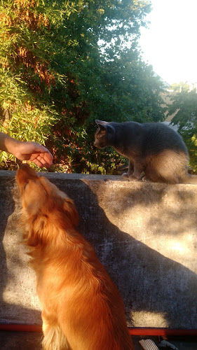 Heladerías Surf - Gastronomía y hostelería