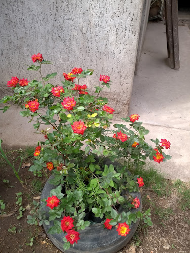 Comentarii opinii despre Tostadero de Cafe Puerto Rico