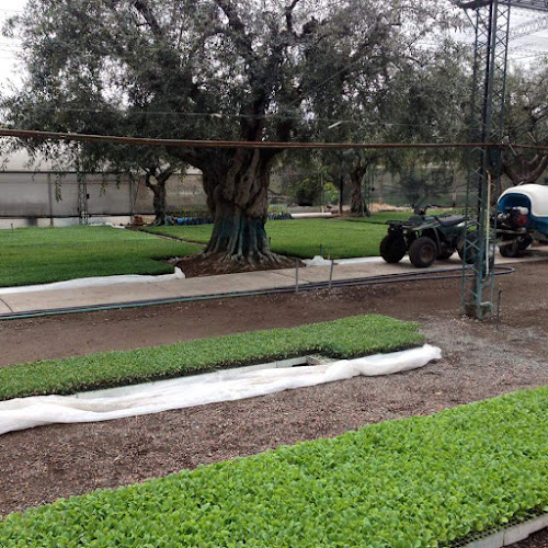 Comentarii opinii despre BRIAGRO Plantines