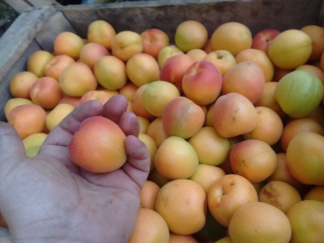 Sándwich De Milanesa Olavarria - Olavarría