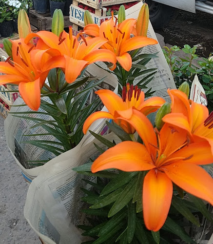 La Pilarica & B.Lima Panadería