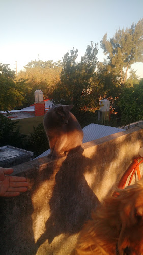 Heladerías Surf - EEB