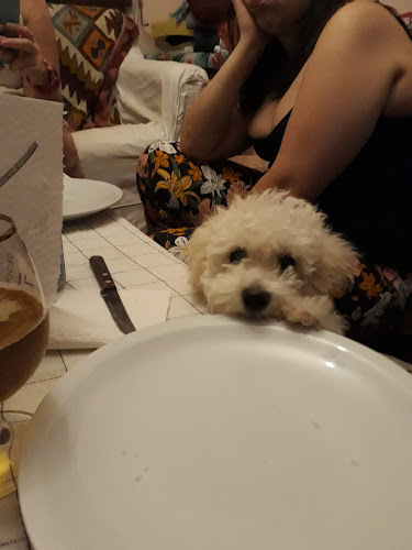 Clinica Veterinaria Puppy Shop