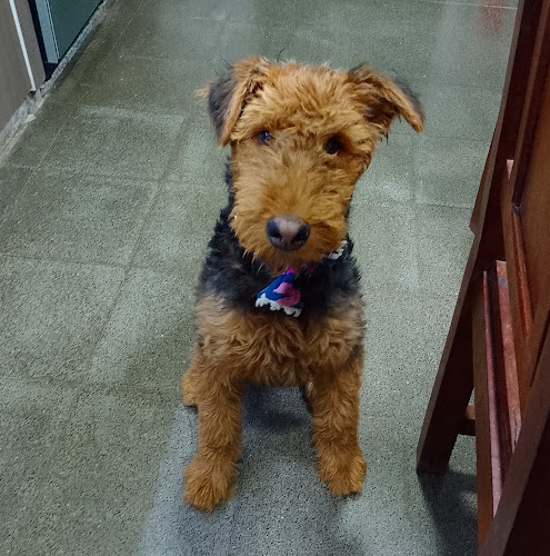 Parrilla La Querencia