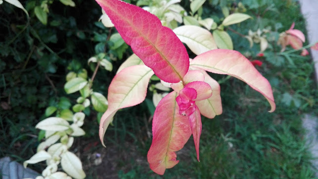 Superpronto Tandil Supermercado Online - San Miguel de Tucumán