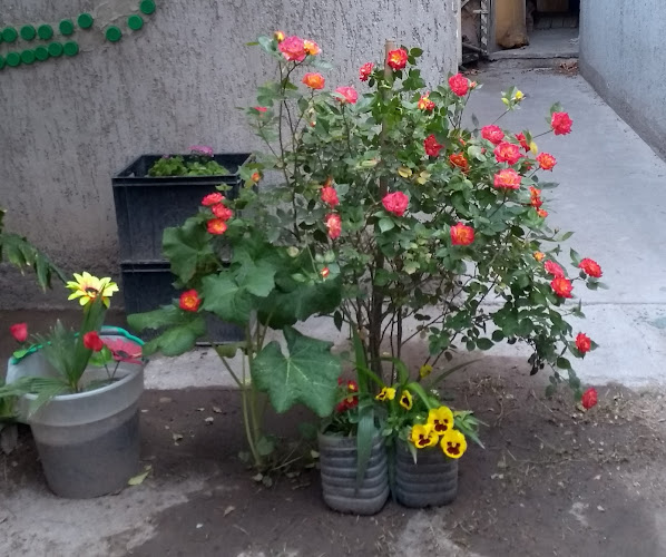 Tostadero de Cafe Puerto Rico - Gastronomía y hostelería
